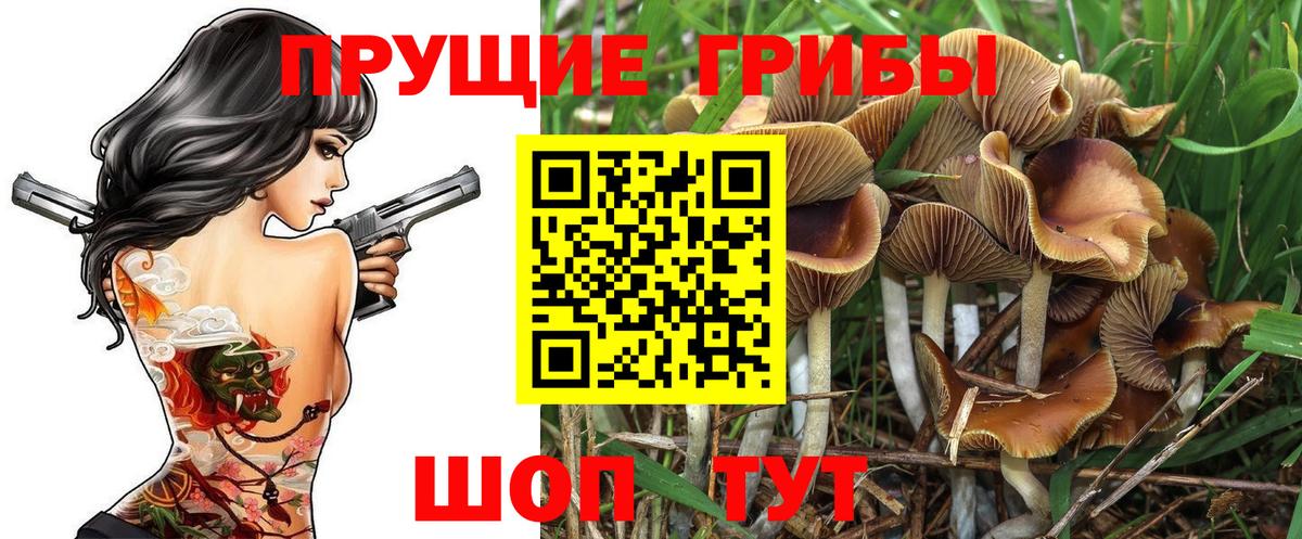 Псилоцибиновые грибы Psilocybine cubensis  Вход с VPN  Находка 